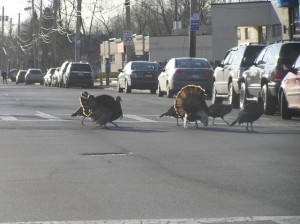 Stop for Turkey Crossing